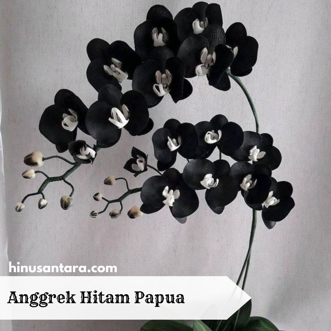 Anggrek Hitam: Flora Endemik Papua