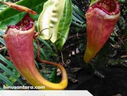 Flora Endemik Papua: Keanekaragaman yang Eksotis