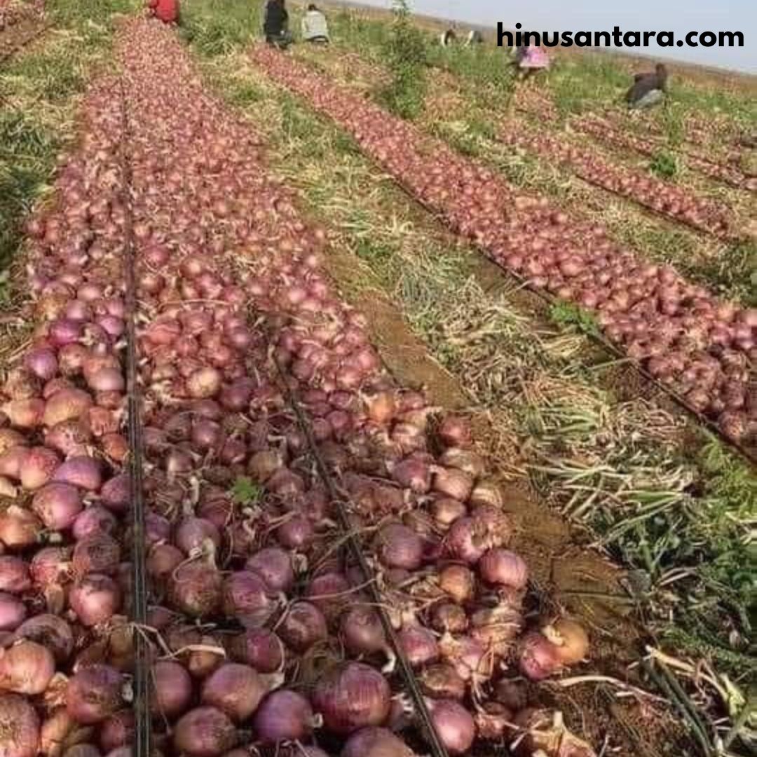 Sistem pertanian Bugis menggabungkan kearifan lokal, teknik tradisional, dan kebijakan yang mendukung kelestarian alam.