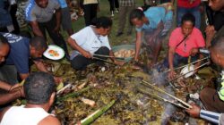 Tradisi Bakar Batu Ritual Penuh Makna dari Papua